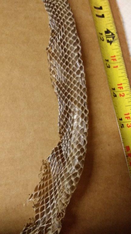 Bradenton snake skin