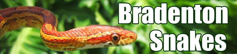 Bradenton snake